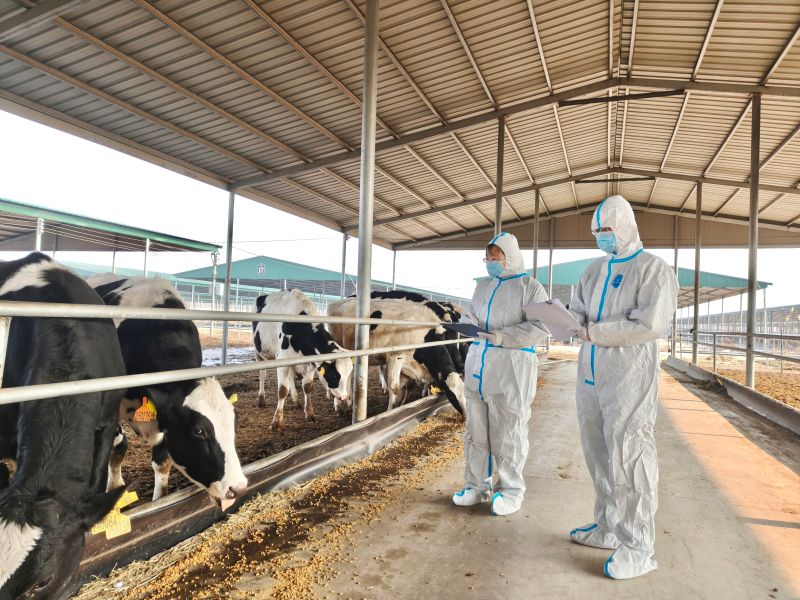 河北奶牛首次出口乌兹别克斯坦