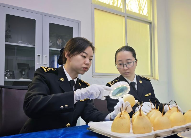 衡水鲜梨出口开年跑出“加速度”